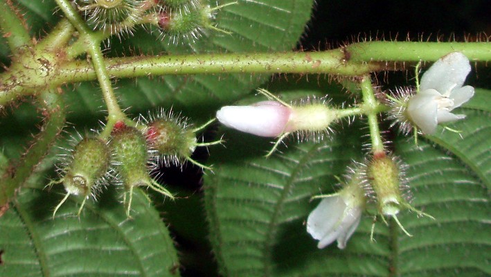 Clidemia hirta Clidemia hirta