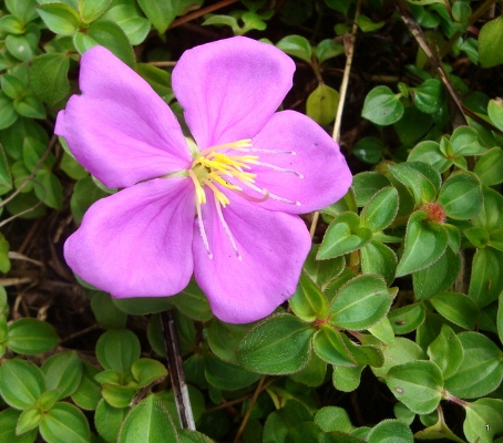 Dissotis rotundifolia, image courtesy of Konrad Englberger, Plant Protection Micronesia Dissotis rotundifolia, image courtesy of Konrad Englberger, Plant Protection Micronesia