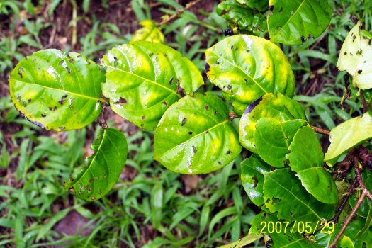 glochidion_marianum_leaves (79K)