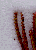 chlbar02.gif (11261 bytes)