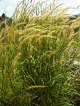 Naimy with Pennisetum grass