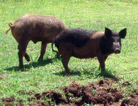 pigs pigs