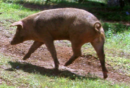 pigs pigs