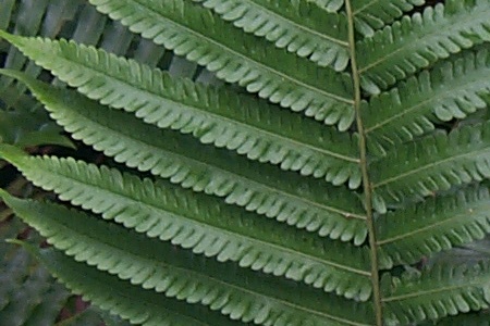 Cyclosorus maemonensis Cyclosorus maemonensis