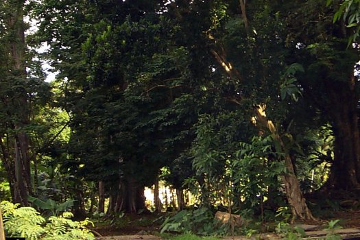 Pimenta dioica Pimenta dioica