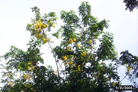 Cassia fistuala Cassia fistula