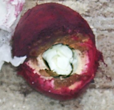 Terminalia carolenensis with nut detail enhanced Terminalia carolenensis with nut detail enhanced
