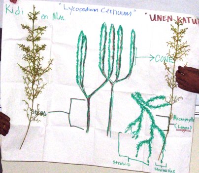 Lycopodium morphology