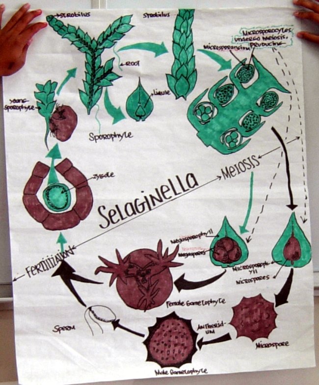 Selaginella life cycle Selaginella life cycle