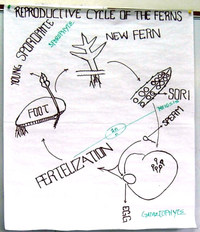 Life cycle of a fern Life cycle of a fern