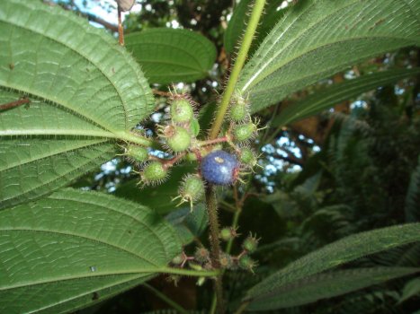 Clidemia hirta Clidemia hirta