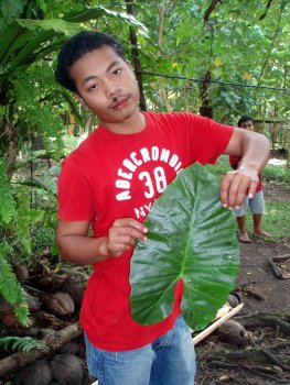 wildtaroleaf wildtaroleaf