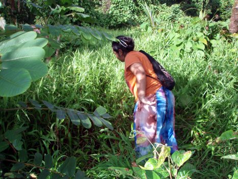 diva_beyond_the_senna_alata diva_beyond_the_senna_alata