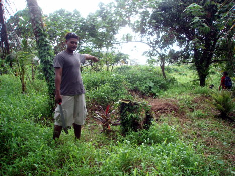 midion_breadfruit midion_breadfruit
