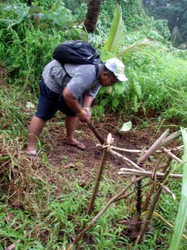 ihney_papaya_behindsugarcane ihney_papaya_behindsugarcane