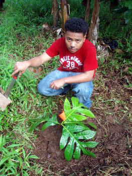 jorg_breadfruit_near_coleus jorg_breadfruit_near_coleus