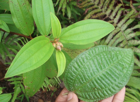 Clidemia hirta Clidemia hirta