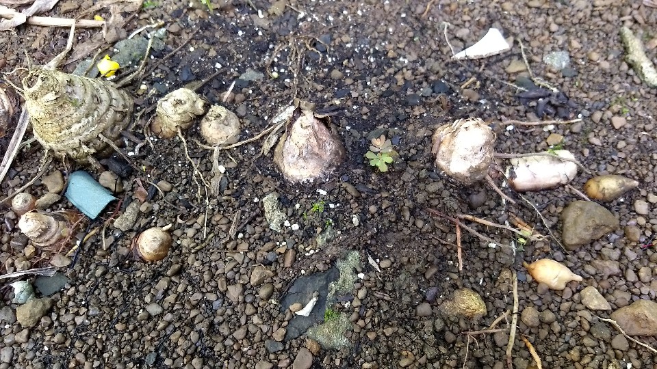 Curcuma longa rhizome, dormant phase Curcuma longa rhizome, dormant phase