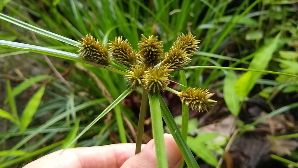 Cyperus javanicus Cyperus Javanicus