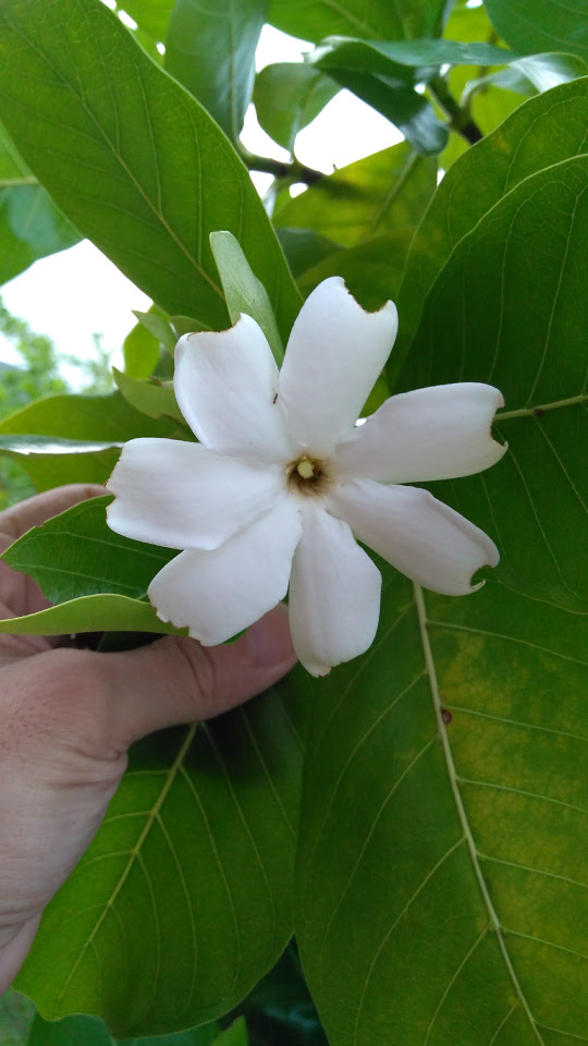 Gardenia taitensis flower with leaves Flower with leaves