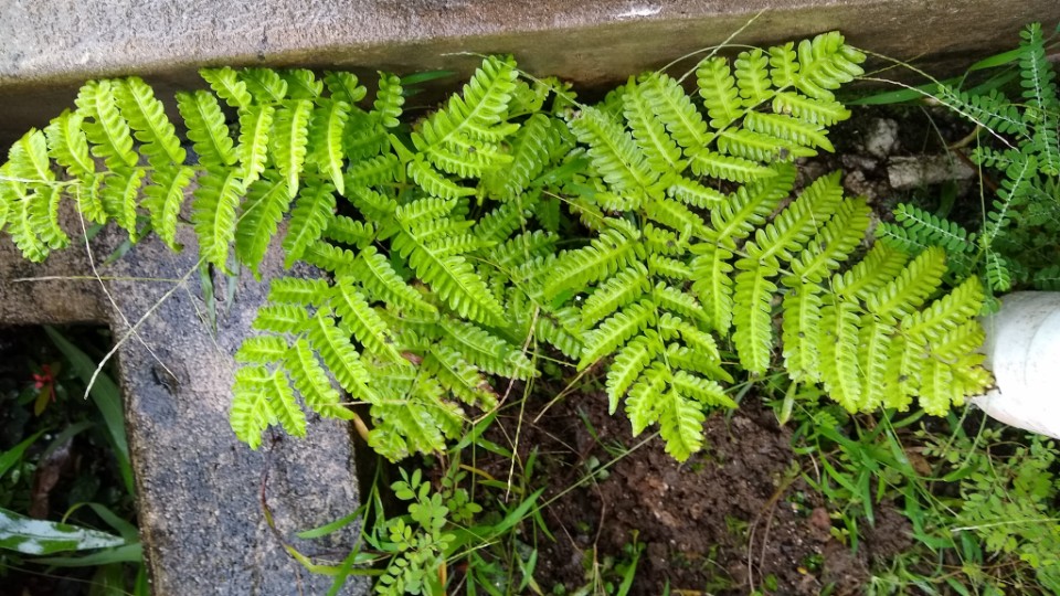 Pteris tripartita Pteris tripartita