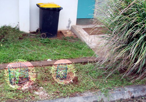 plants plants