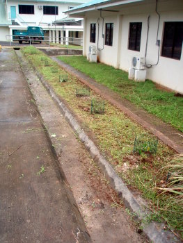 plants plants