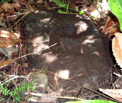 forest_peitehl forest_peitehl